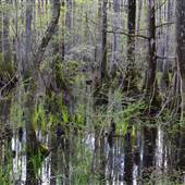 Altamaha River Floodplain