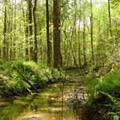 Reynolds Nature Preserve