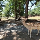 Wild Animal Safari