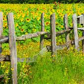 Sunflower Farm