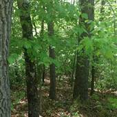 Blue Ridge Forests