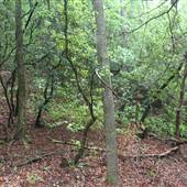 Crow Creek Road Woods