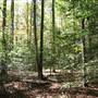 Mountain Cove Property