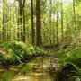 Reynolds Nature Preserve