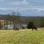 90 Acre Farm with Private Lake