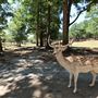 Wild Animal Safari