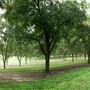 Kevin Sapp Pecan Groves