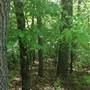Blue Ridge Forests