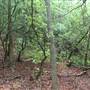 Crow Creek Road Woods