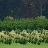 Bottoms Christmas Tree Farm