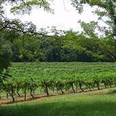 Habersham Winery Vineyard