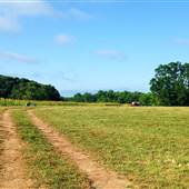 Wild Daisy Farm