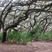 Cumberland Island National Seashore