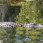 Okefenokee Swamp Park