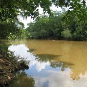 Swamp