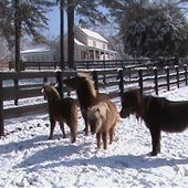 Jim Bryant  Miniature Horse Farm   5 acres