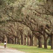 Avenue of Oaks