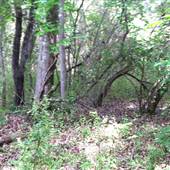 Hines Road Woods
