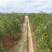 Manicured Pines and Hardwoods