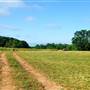 Wild Daisy Farm