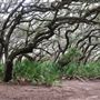 Cumberland Island National Seashore