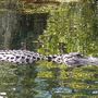 Okefenokee Swamp Park