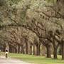 Avenue of Oaks