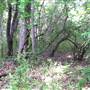 Hines Road Woods