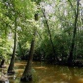 Bond Swamp