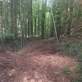 Bamboo Forest