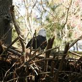 Georgia Southern Center for Wildlife Education and Lamar Q. Ball Raptor Center