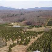 Southern Tree Plantation