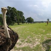 Mosley's World Famous Animal Exit Farm