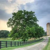Southern Belle Farm