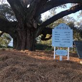 Big Oak Park