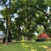 150 Acre Farm w/150-year-old Trees