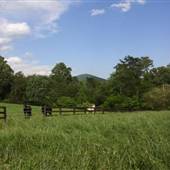 Knollview Farm