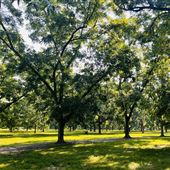 Idyllic Pecan Orchard and Cypress Pond with Rustic Cabin