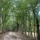 15 + Acres Brooks, GA with private pond