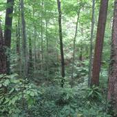 Fernbank Forest