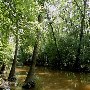 Bond Swamp