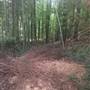 Bamboo Forest