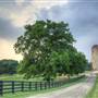 Southern Belle Farm