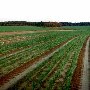 Reidsville Onion Fields