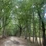 15 + Acres Brooks, GA with private pond