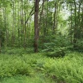 Dick's Creek