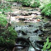 73 Acres on the National Forest Land