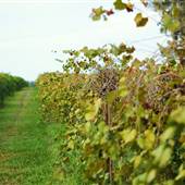 Still Pond Vineyard & Winery