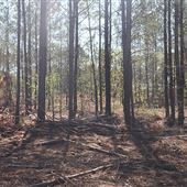 Newton County Vacant 48 Acre Property