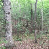 Old Cartersville Rd vacant land (30 acres)